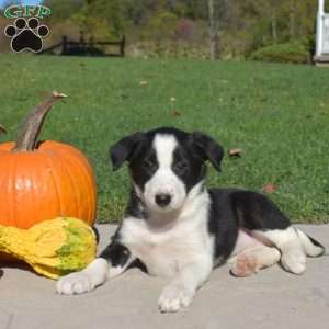 Callie, Border Collie Puppy
