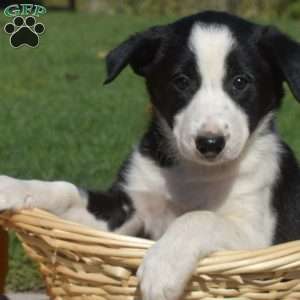 Callie, Border Collie Puppy