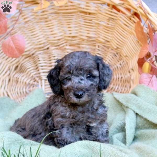 Calvin, Mini Goldendoodle Puppy