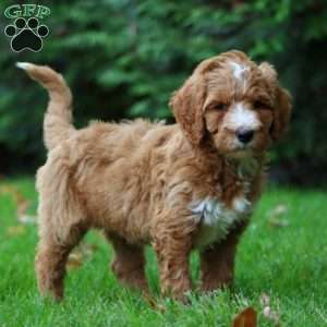 Calvin, Goldendoodle Puppy