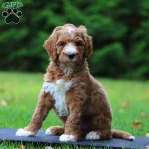 Calvin, Goldendoodle Puppy