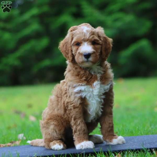 Calvin, Goldendoodle Puppy