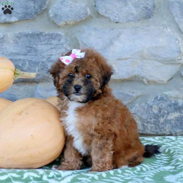 Camie, Toy Poodle Mix Puppy