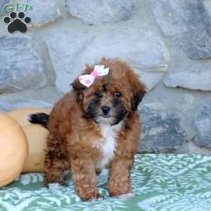 Camie, Toy Poodle Mix Puppy