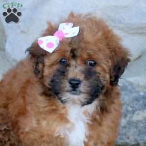 Camie, Toy Poodle Mix Puppy