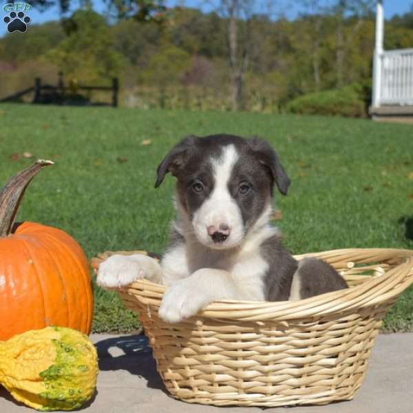 Camper, Border Collie Puppy