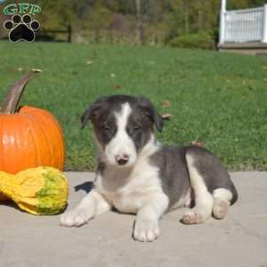 Camper, Border Collie Puppy