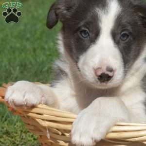 Camper, Border Collie Puppy