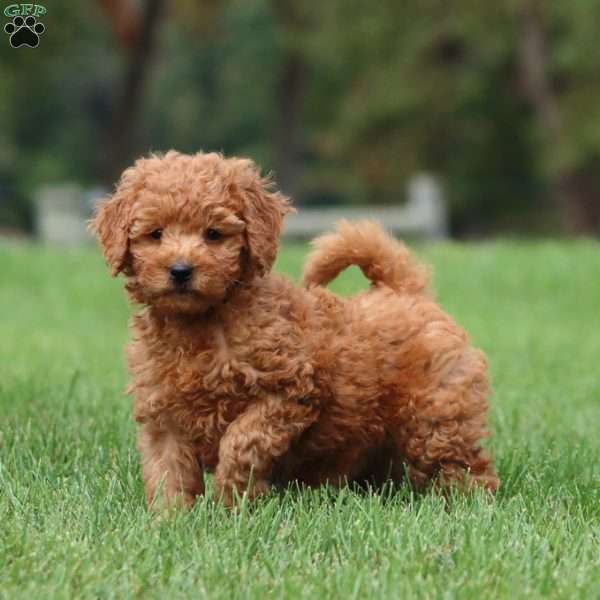 Candy, Mini Goldendoodle Puppy