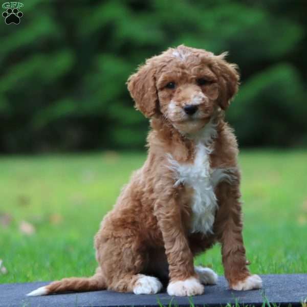 Candy, Goldendoodle Puppy