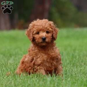 Candy, Mini Goldendoodle Puppy
