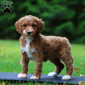Candy, Goldendoodle Puppy