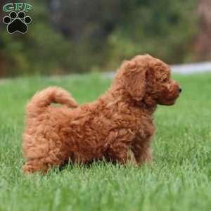 Candy, Mini Goldendoodle Puppy