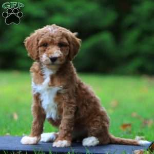 Candy, Goldendoodle Puppy
