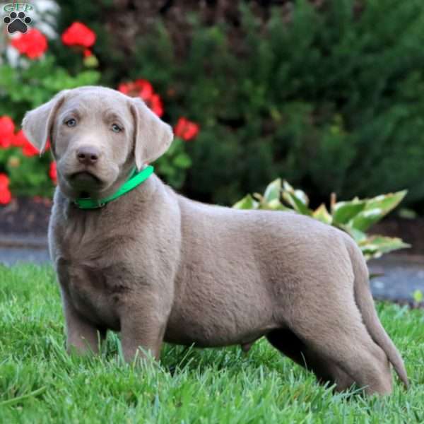 Captain, Silver Labrador Retriever Puppy