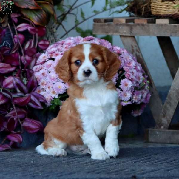 Captain, Cavalier King Charles Spaniel Puppy