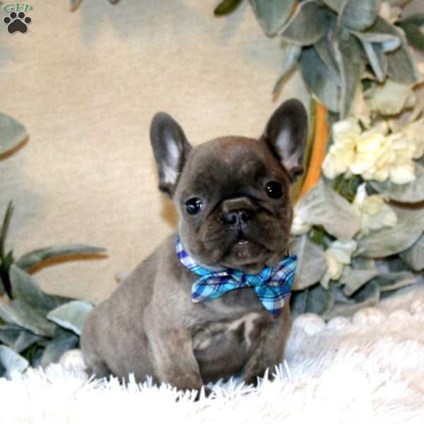 Captain, French Bulldog Puppy