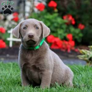 Captain, Silver Labrador Retriever Puppy