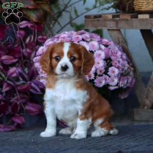 Captain, Cavalier King Charles Spaniel Puppy