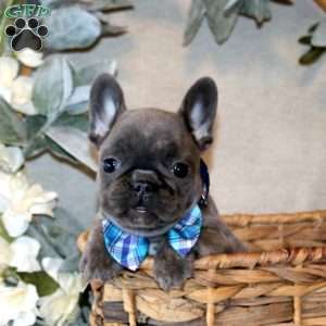 Captain, French Bulldog Puppy
