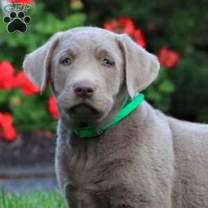 Captain, Silver Labrador Retriever Puppy
