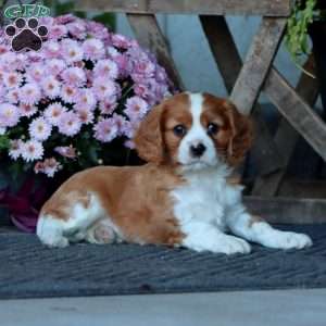Captain, Cavalier King Charles Spaniel Puppy