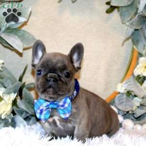 Captain, French Bulldog Puppy