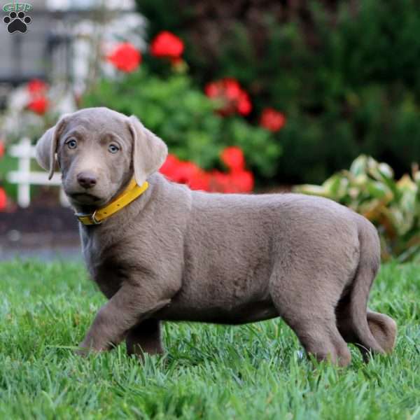Carla, Silver Labrador Retriever Puppy