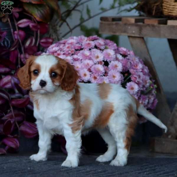 Carla, Cavalier King Charles Spaniel Puppy