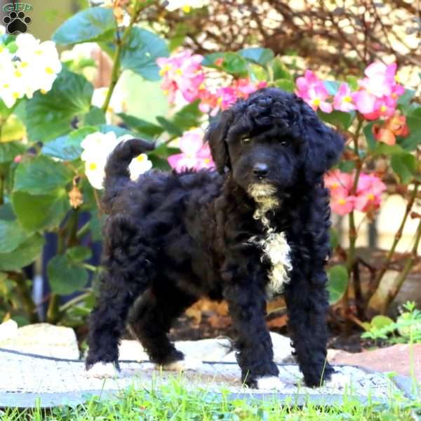 Carla, Miniature Poodle Puppy