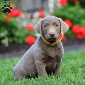 Carla, Silver Labrador Retriever Puppy