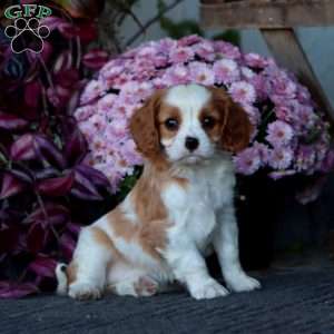 Carla, Cavalier King Charles Spaniel Puppy