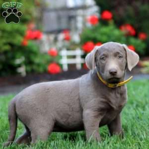Carla, Silver Labrador Retriever Puppy