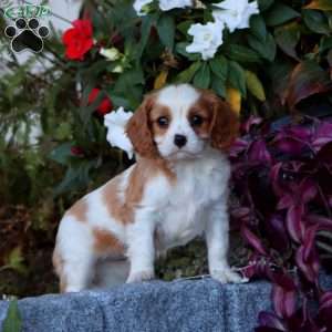 Carla, Cavalier King Charles Spaniel Puppy