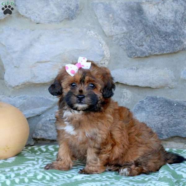 Carlie, Toy Poodle Mix Puppy