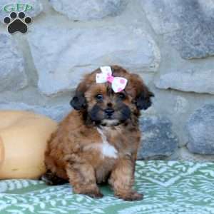 Carlie, Toy Poodle Mix Puppy
