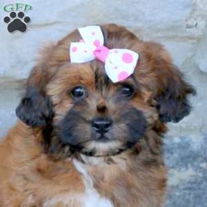 Carlie, Toy Poodle Mix Puppy