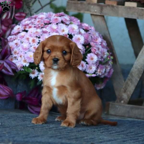 Carmel, Cavalier King Charles Spaniel Puppy