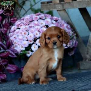 Carmel, Cavalier King Charles Spaniel Puppy
