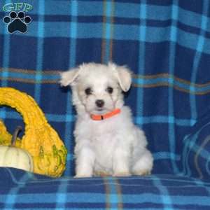 Caroline, Maltese Puppy