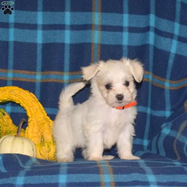Caroline, Maltese Puppy