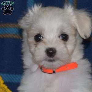 Caroline, Maltese Puppy