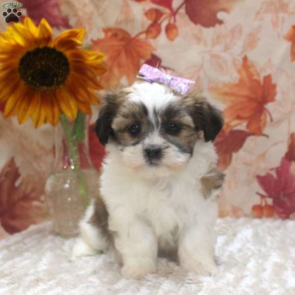 Carrie, Coton de Tulear Mix Puppy