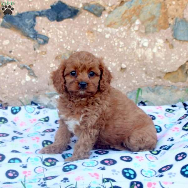 Carrie, Cavapoo Puppy