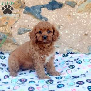 Carrie, Cavapoo Puppy