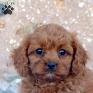 Carrie, Cavapoo Puppy