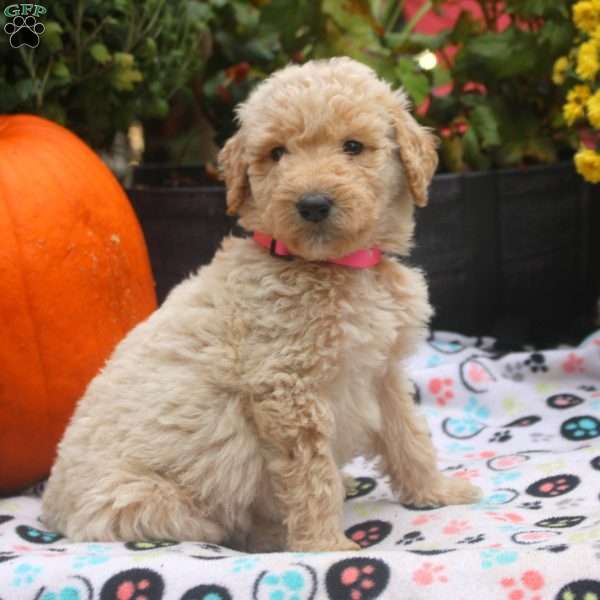 Carrot, Mini Goldendoodle Puppy
