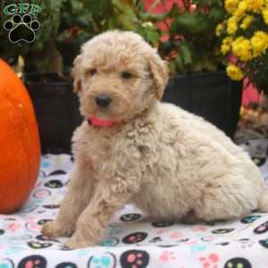 Carrot, Mini Goldendoodle Puppy