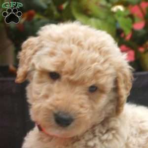 Carrot, Mini Goldendoodle Puppy
