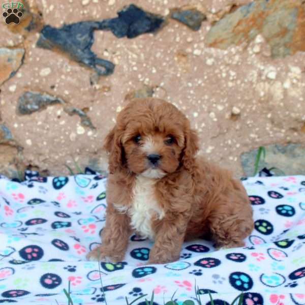 Carson, Cavapoo Puppy